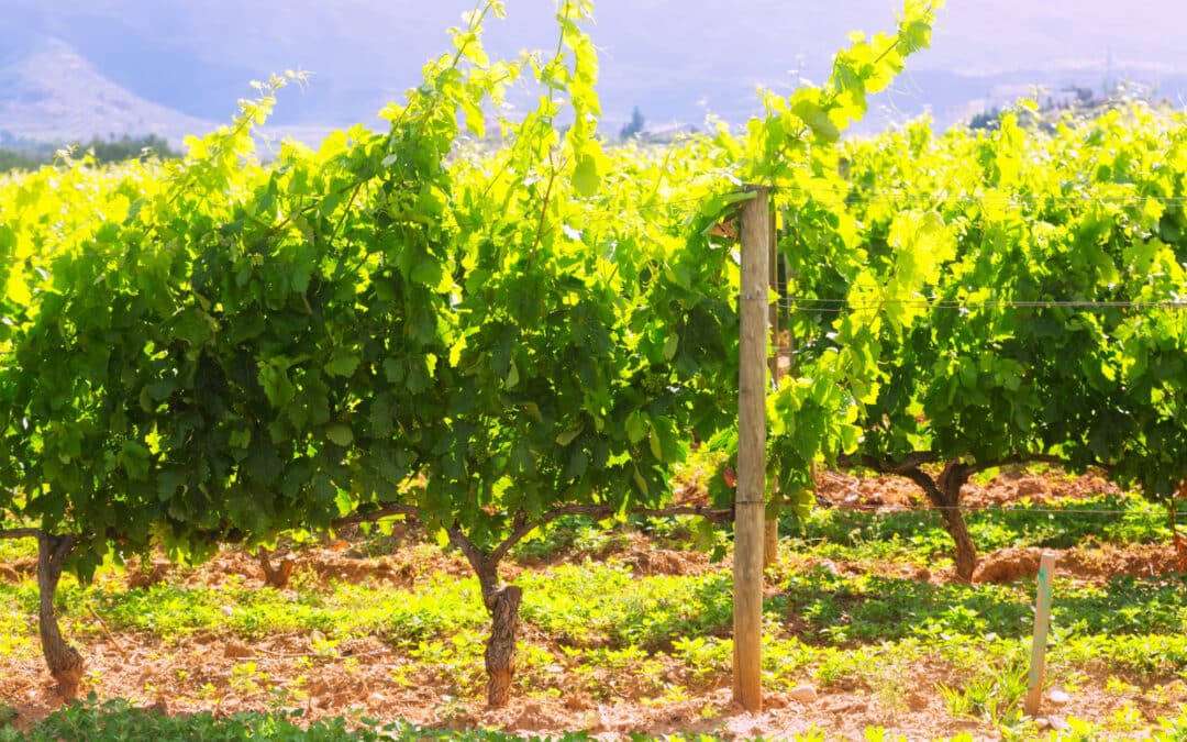 VIGNOBLES CATALANS
