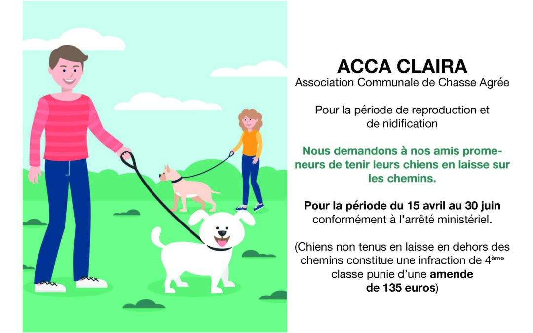 Chiens tenus en laisse