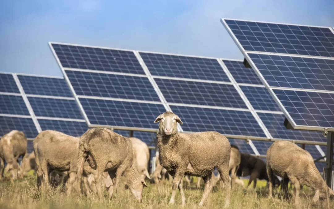 Agriculteurs et producteurs d’énergie renouvelable